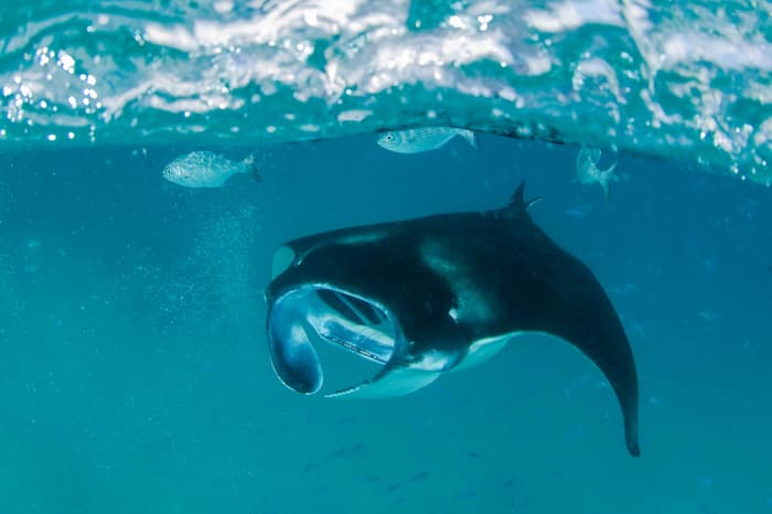 Whale shark and manta rays seasons in the Maldives