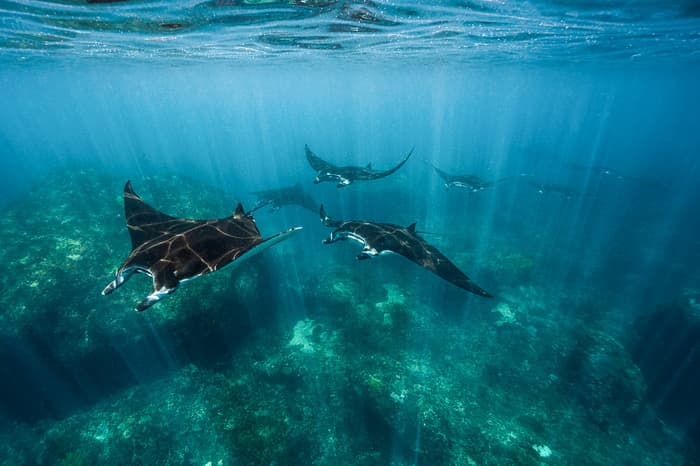 Manta ray seasons in Indonesia