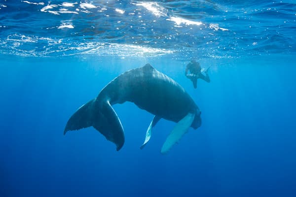 Marine life encounters for snorkelers