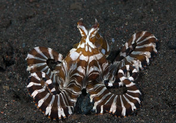 Mimicry and wonder: the cephalopod circus act