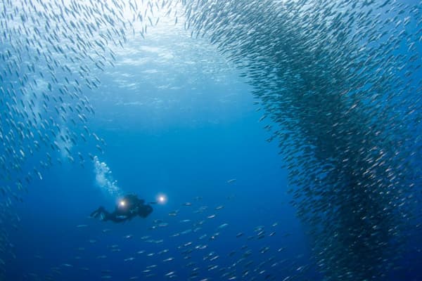 Why Moalboal might just be the perfect Philippines dive destination