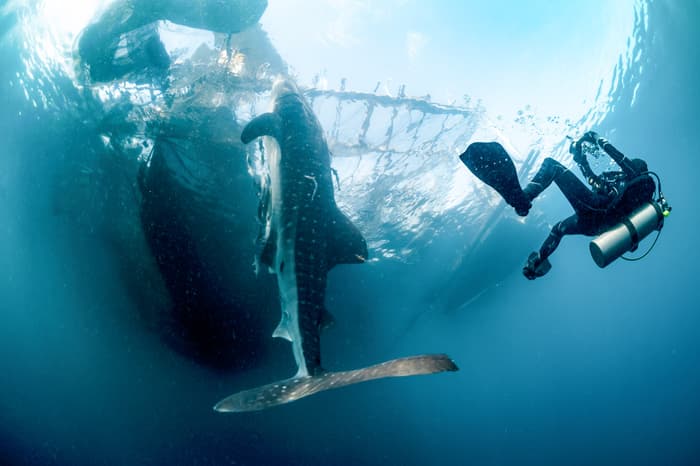 New whale shark study reveals Indonesia’s role in migrations