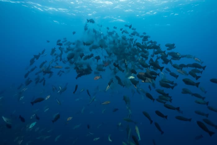 Palau spawning dive guide - when to visit