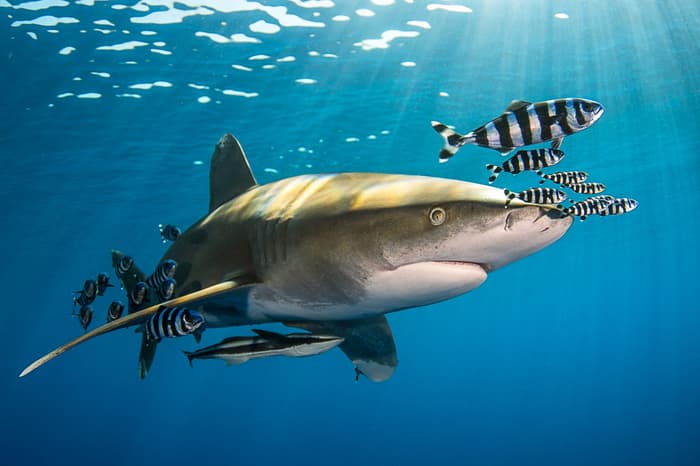Common types of sharks in the Red Sea - a guide for scuba divers