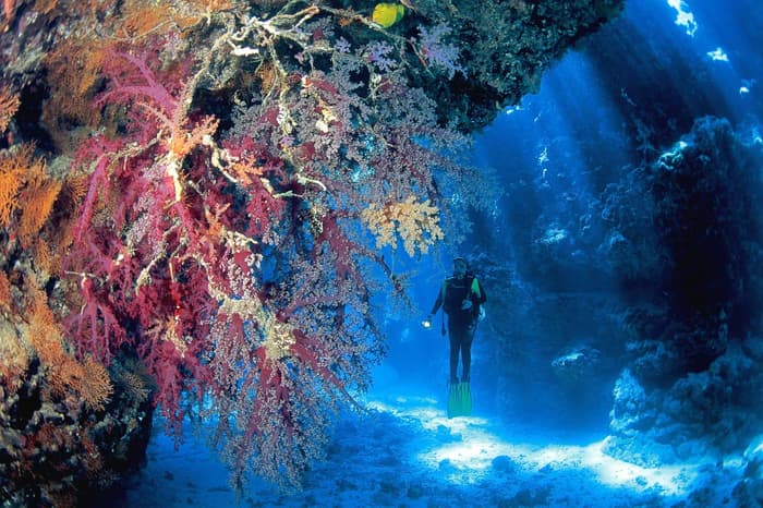 Scuba diving seasons in the Red Sea - the best times of year to dive