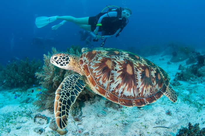Learn about sea turtles