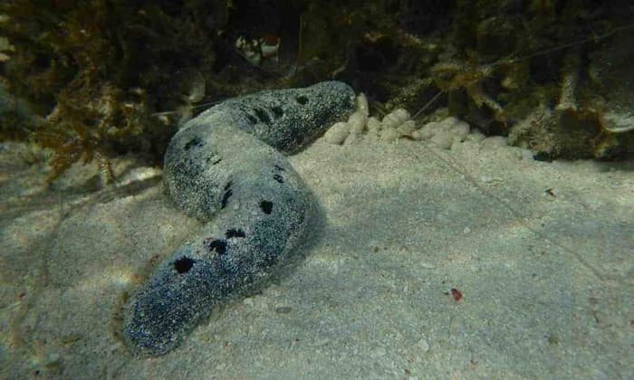 Sea cucumber poo could save a Queensland reef