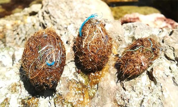 Seagrass sieves plastic particles from water with ‘Neptune Balls’