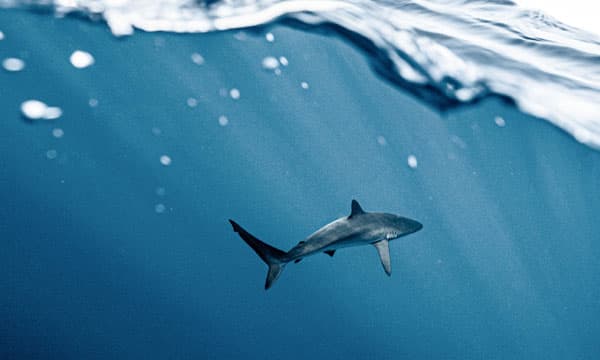 Shark Observation Grants Program - end of shark nets