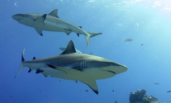 ZuBlu Science Alert - Sharks need buddies too