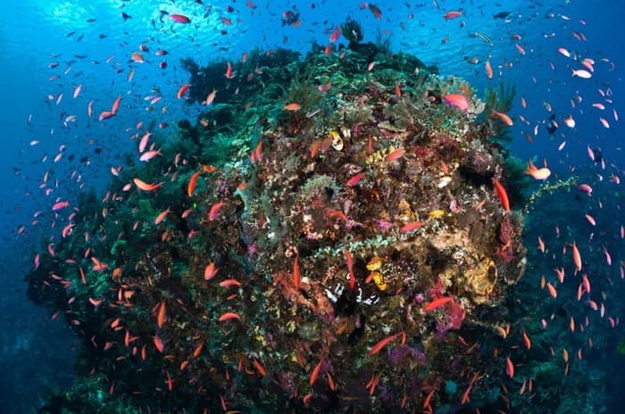The best scuba diving in Bunaken, Lembeh and Bangka