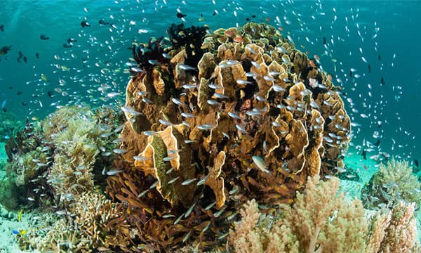 The Coral Triangle could hold secrets to protecting the planet's underwater habitats