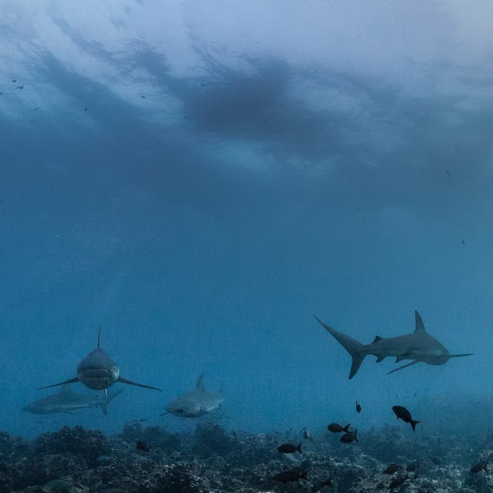 Top shark species encountered by divers in the Galapagos