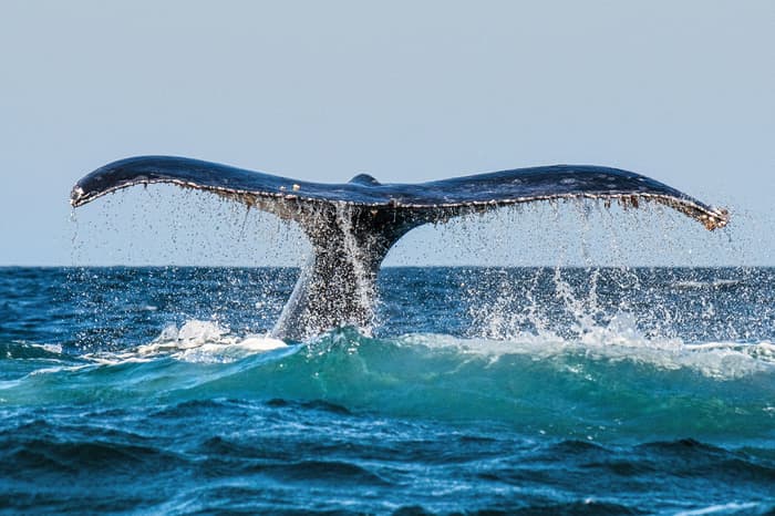 High seas treaty agreed at UN
