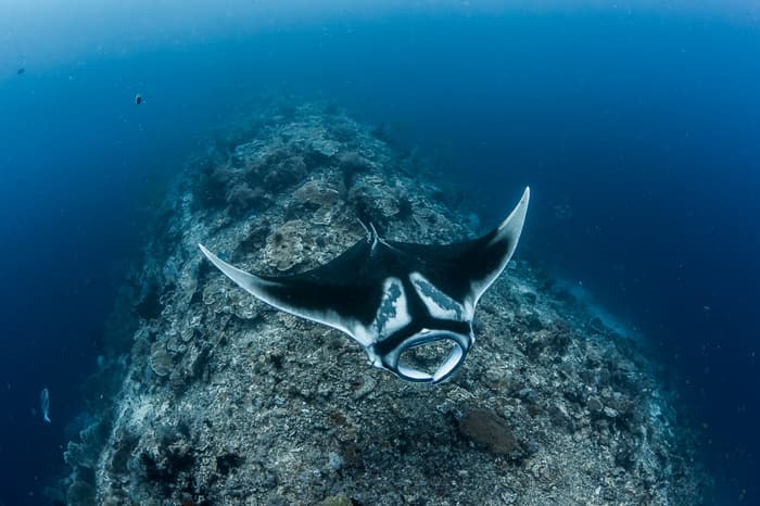 Unmissable underwater experiences in Indonesia - for divers and snorkelers