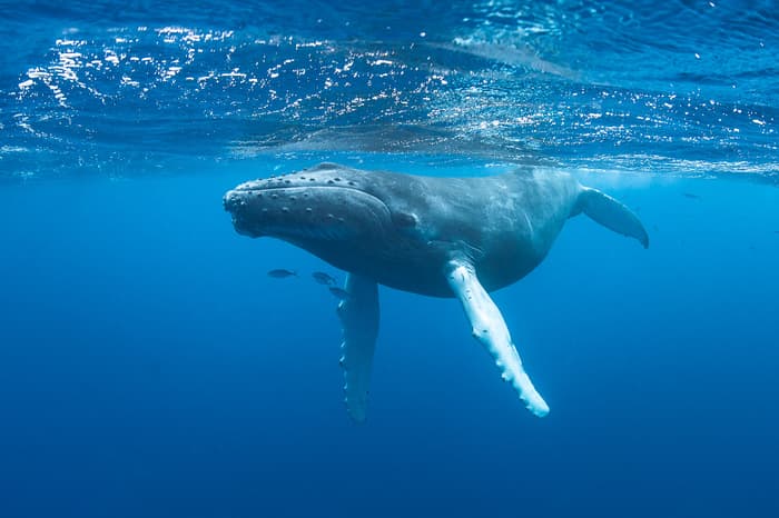 Wild whale and dolphin encounters in the Caribbean