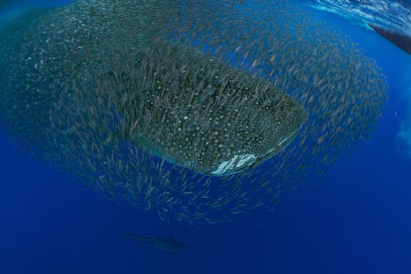 Whale sharks follow warming waters to Azores