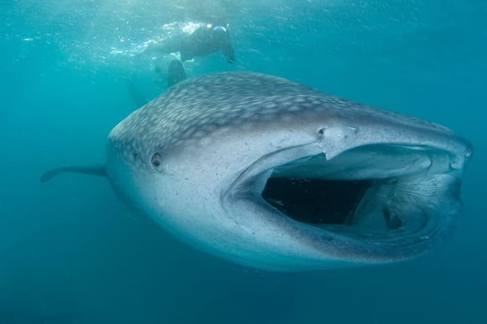 Whale sharks - a guide to responsible encounters for scuba divers and snorkelers