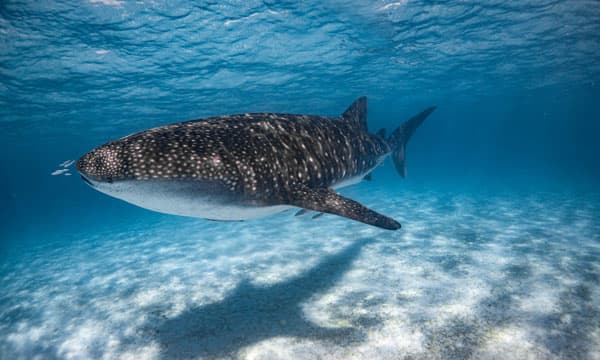 Wildbook for whale Sharks