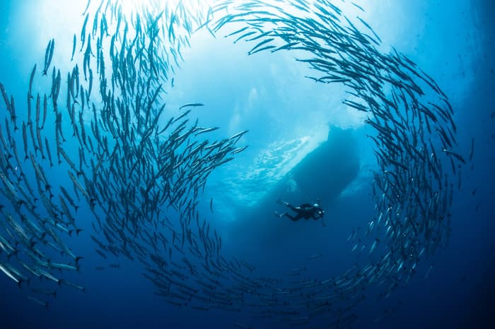 The best dive sites in the world