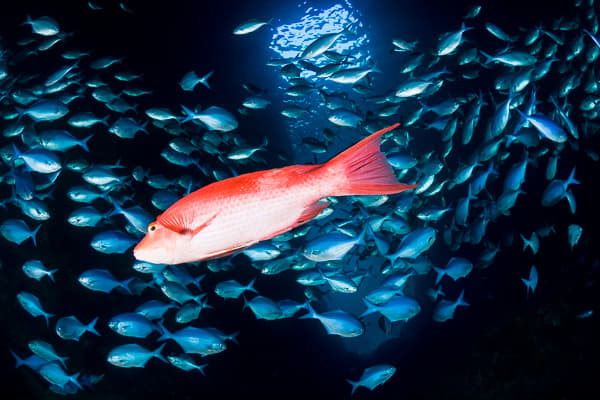 ZuBlu's Travel Team reveal their favourite dive sites
