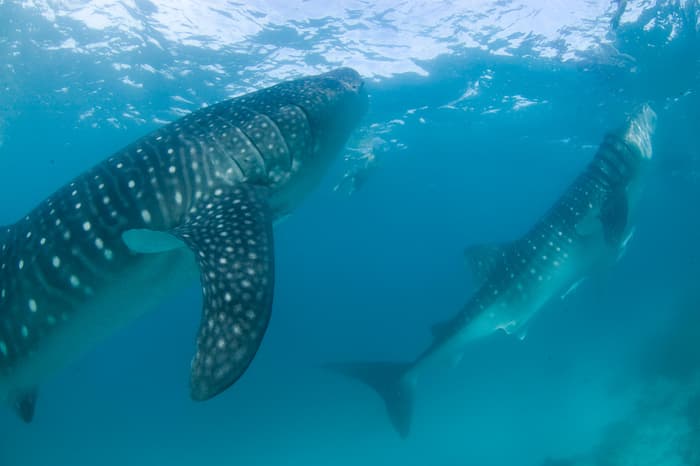 #BeGentleToGiants campaign launched to encourage both tour operators and tourists to protect whale sharks