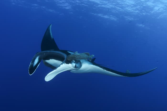 Ecuador is home to world’s largest oceanic manta ray population