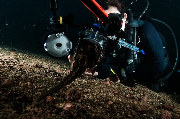 The fundamentals of underwater macro photography