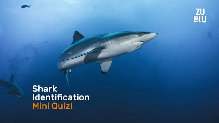Mini Shark ID Quiz