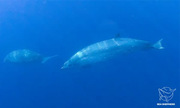 New whale species discovered in Mexico