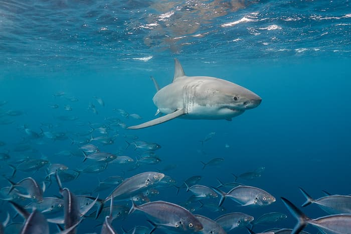Itchy fish use sharks as scratching posts