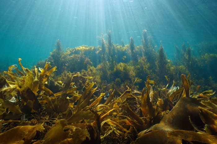 Seaweed-based battery gives sustainable energy storage a boost