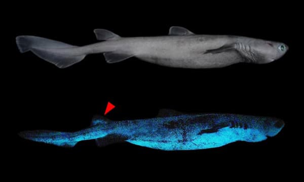 Three new species of luminous shark discovered
