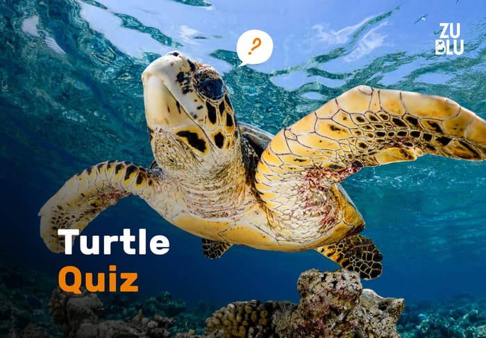 Turtle Quiz