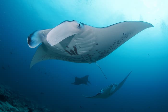 Why do manta rays move their cephalic lobes?