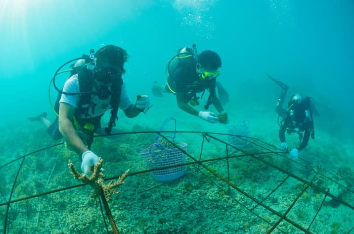 Gili Eco Trust - Conservation in the Gili Islands