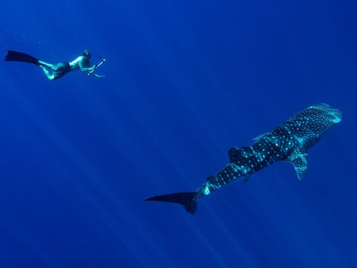 Maldives Whale Shark Research Programme | Conservation