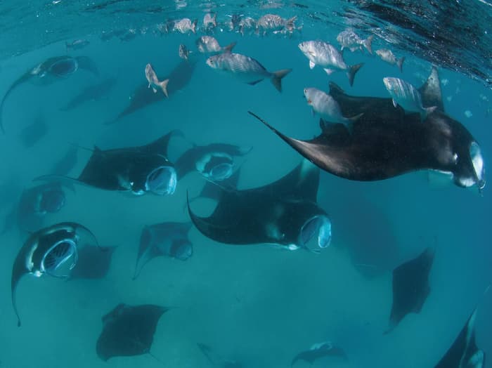 Maldivian Manta Ray Project