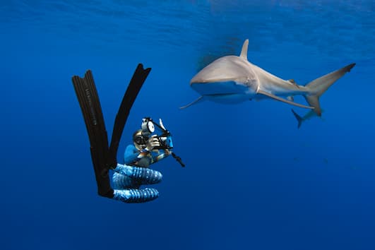 How do we know how many sharks are at risk?