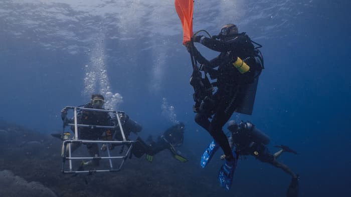 Best volunteer abroad marine conservation programmes in 2024
