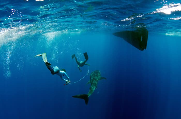 Where in the world do the whale sharks go? Researching the Rhincodon