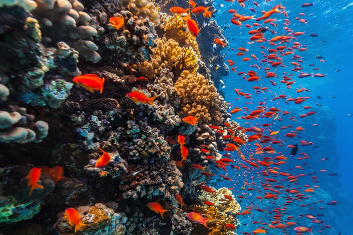 Red Sea Cleanup