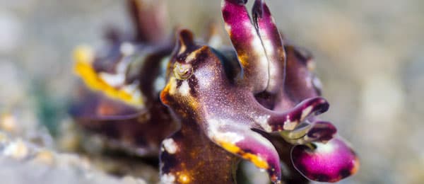 Flamboyant Cuttlefish