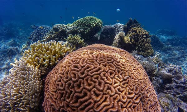 Hope for the world's coral reefs