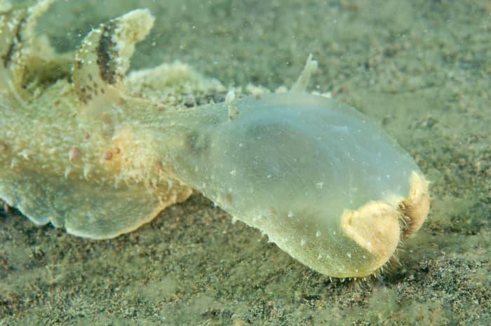 Puri Jati - Bali muck diving, part 2