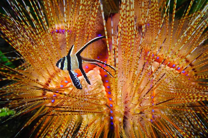 Secret Bay - Bali muck diving, part 3