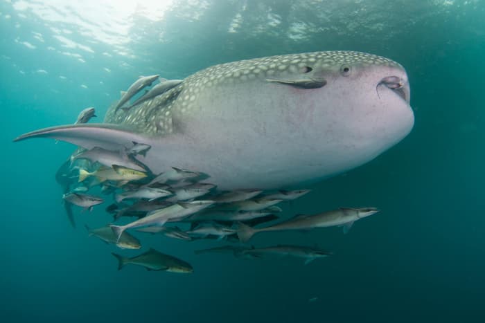 The whale sharks of Borneo - Derawan's gentle giants