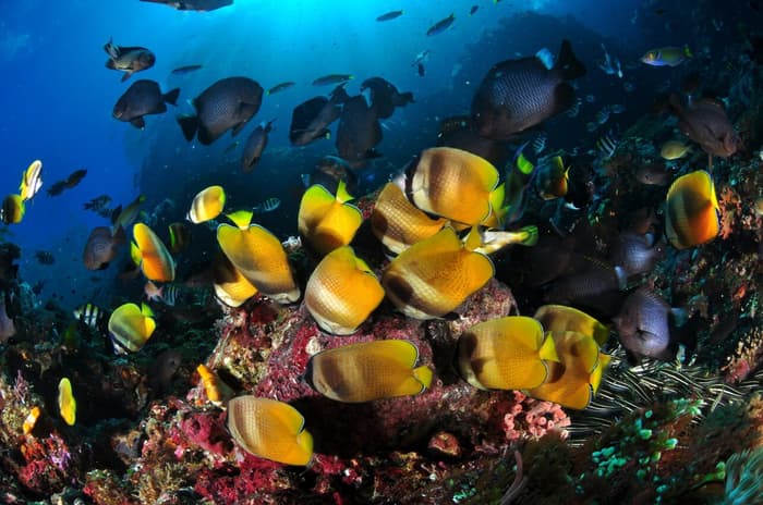Alor's top dive sites