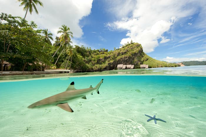 Misool Eco Resort’s conservation success