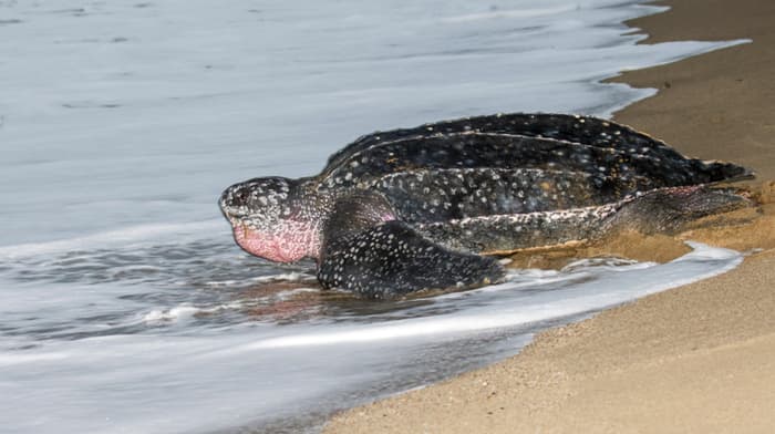 Leatherback turtles return to Thailand's beaches